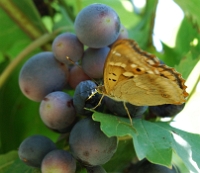 Apatura ilia su acino d' uva